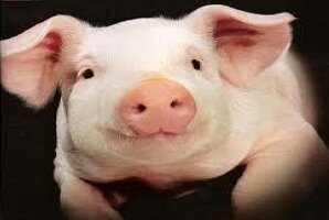 Nukentėjusiems kiaulių laikytojams – parama iš valstybės biudžeto