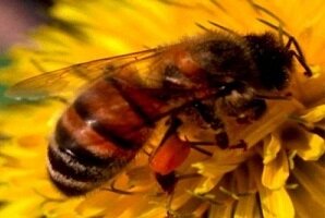 Išskirtinės kokybės medaus ir kitų bičių produktų mugėsVilniuje ir Kaune