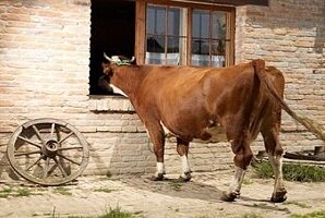 Kaimo turizmo sodybose skatinama auginti gyvulius