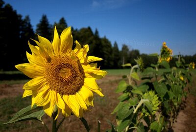 Kaimo turizmo sodybos 2011 metus baigė optimistiniais rezultatais, tačiau artėjantį sezoną pasitinka santūriai