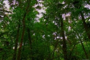Visuomenė kviečiama teikti pasiūlymus dėl miškų ūkio sektoriaus plėtros
