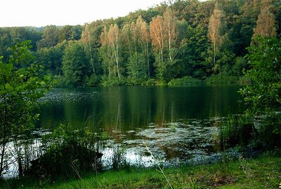 Siekiama daugiau paramos miškų gamtinės įvairovės išsaugojimui