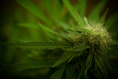 Pluoštinių kanapių auginimo legalizavimas skinasi kelią