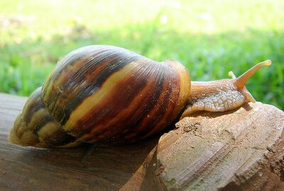 Lietuviškas sraiges skanauja ir prancūzai